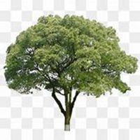 微信榕树头像_高清榕树花朵图片大全