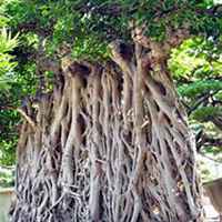 微信榕树头像_高清榕树花朵图片大全