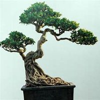 微信榕树头像_高清榕树花朵图片大全