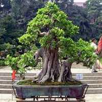 微信榕树头像_高清榕树花朵图片大全