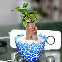 微信榕树头像_高清榕树花朵图片大全