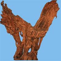 微信榕树头像_高清榕树花朵图片大全