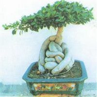 微信榕树头像_高清榕树花朵图片大全