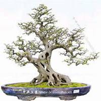 微信榕树头像_高清榕树花朵图片大全