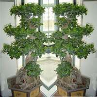 微信榕树头像_高清榕树花朵图片大全