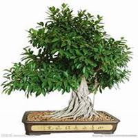 微信榕树头像_高清榕树花朵图片大全