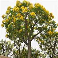 微信槐树头像_高清槐树微信头像