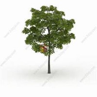 微信槐树头像_高清槐树微信头像