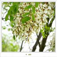 微信槐树头像_高清槐树微信头像