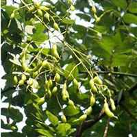 微信槐树头像_高清槐树微信头像