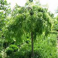 微信槐树头像_高清槐树微信头像