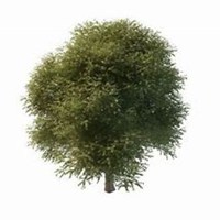 微信槐树头像_高清槐树微信头像