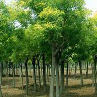 微信槐树头像_高清槐树微信头像