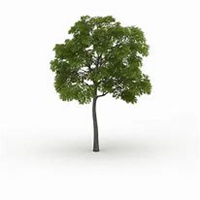 微信槐树头像_高清槐树微信头像