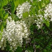 微信槐树头像_高清槐树微信头像