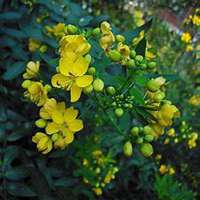 微信槐树头像_高清槐树微信头像