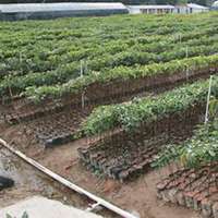 微信樟树头像_高清樟树微信头像