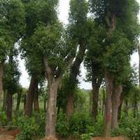 微信樟树头像_高清樟树微信头像