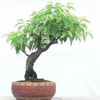 微信樟树头像_高清樟树微信头像