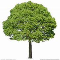 微信樟树头像_高清樟树微信头像