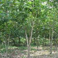 微信樟树头像_高清樟树微信头像