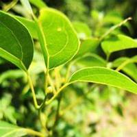 微信樟树头像_高清樟树微信头像