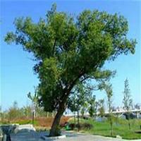 微信樟树头像_高清樟树微信头像