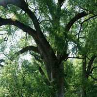 微信樟树头像_高清樟树微信头像