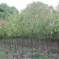 微信樟树头像_高清樟树微信头像