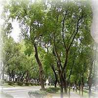 微信樟树头像_高清樟树微信头像