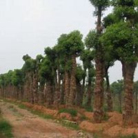 微信樟树头像_高清樟树微信头像