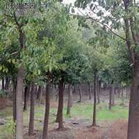 微信樟树头像_高清樟树微信头像