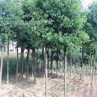 微信樟树头像_高清樟树微信头像