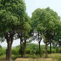 微信樟树头像_高清樟树微信头像