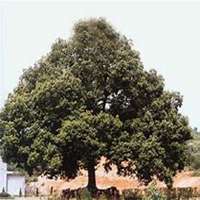 微信樟树头像_高清樟树微信头像