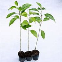 微信樟树头像_高清樟树微信头像