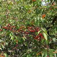 微信樱桃树头像_高清樱桃树微信头像