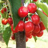 微信樱桃树头像_高清樱桃树微信头像