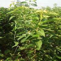 微信樱桃树头像_高清樱桃树微信头像