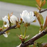 微信樱桃树头像_高清樱桃树微信头像