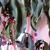 微信樱桃树头像_高清樱桃树微信头像