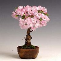 微信樱桃树头像_高清樱桃树微信头像