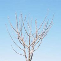 微信樱桃树头像_高清樱桃树微信头像