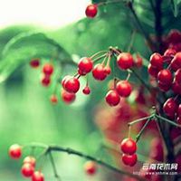 微信樱桃树头像_高清樱桃树微信头像