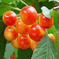 微信樱桃树头像_高清樱桃树微信头像