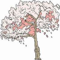 微信樱桃树头像_高清樱桃树微信头像