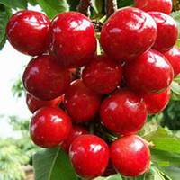 微信樱桃树头像_高清樱桃树微信头像