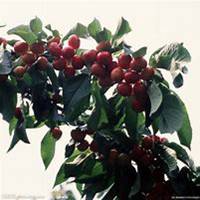 微信樱桃树头像_高清樱桃树微信头像