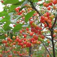 微信樱桃树头像_高清樱桃树微信头像