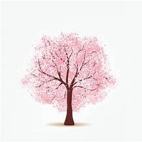 微信樱花头像_高清樱花花朵图片大全